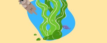 What is Seaweed