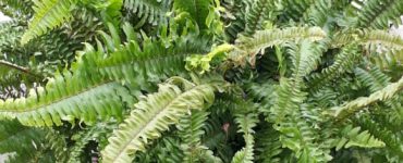 Fern Rainforest Plant